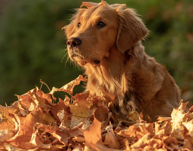 cães de pelo vermelho
