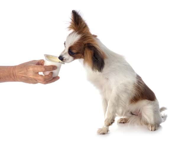 Guloseimas para cachorro: Faça você mesmo! 3 cachorro tomando iogurte