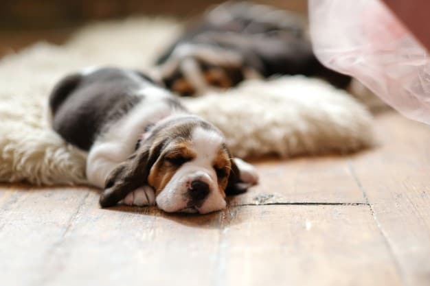 cocô de cachorro