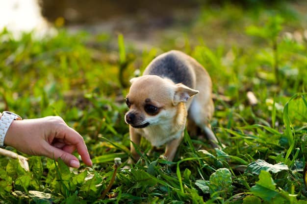 cachorro com medo