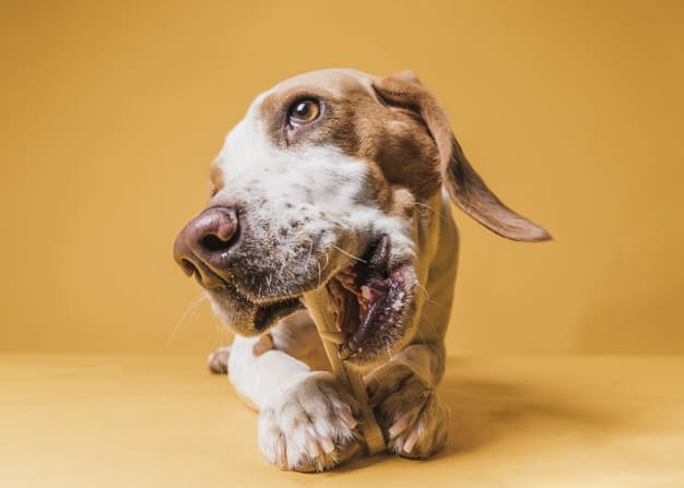 Cachorro pode comer osso cozido