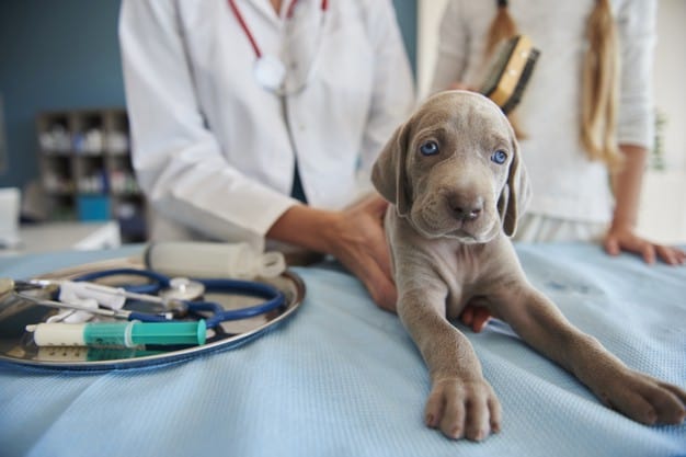 plano de saúde para cachorro