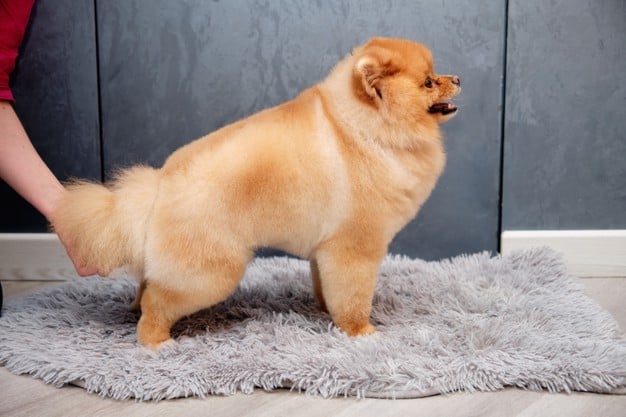 Cocô de cachorro no tapete