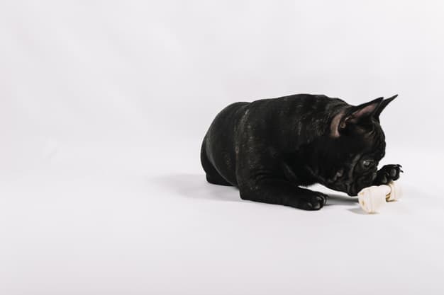 Como fortalecer os ossos do cachorro