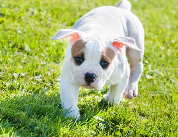 Como fortalecer os ossos do cachorro? Veja algumas dicas legais 1 Como fortalecer os ossos do cachorro