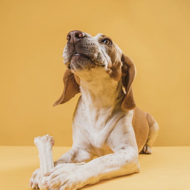 Como fortalecer os ossos do cachorro