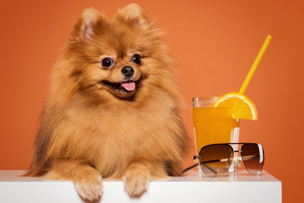 Cachorro pode tomar suco
