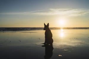 Cachorro na praia. Foto: Freepik