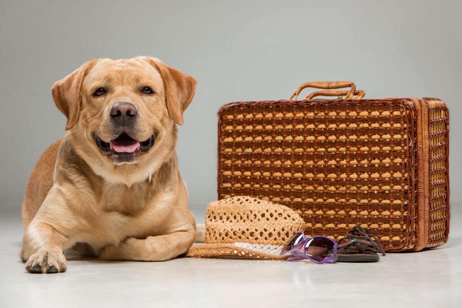 cão deitado