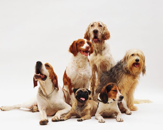 cachorros