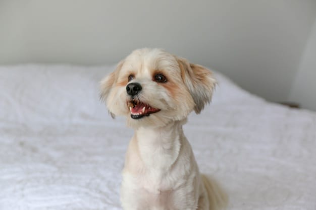 cão que late de manhã