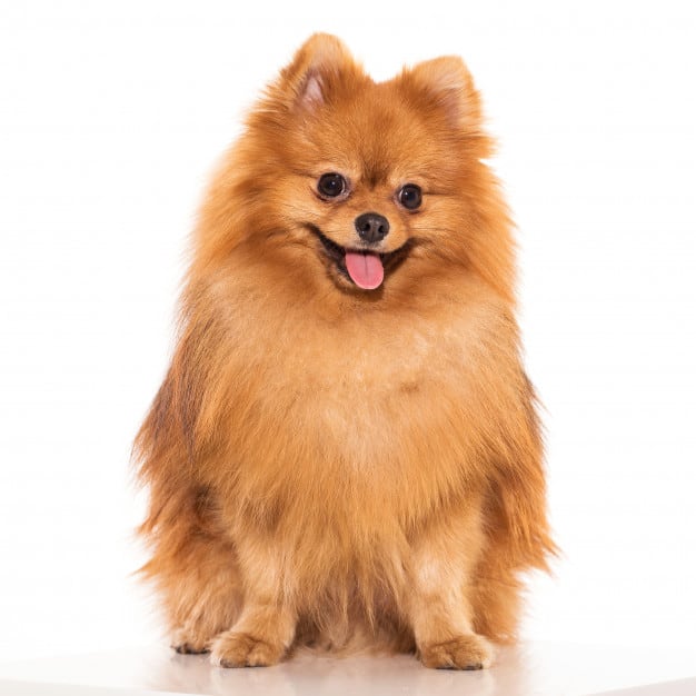 cachorro peludo