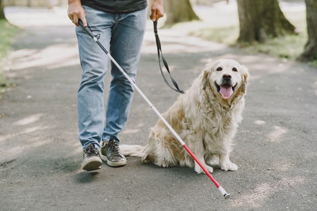 Dono com cão-guia na rua. 