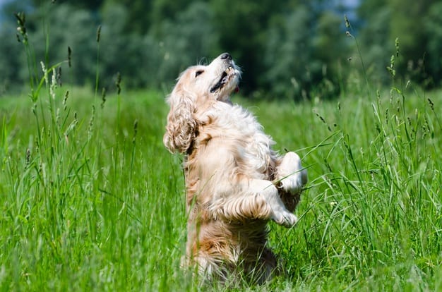 Cocker Spaniel