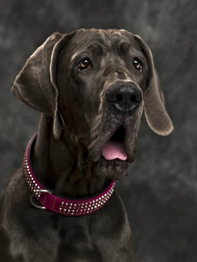 cropped-great-dane-front-grey-wall_191971-17275.jpg
