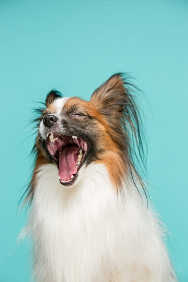 4 erros que você não pode cometer com seu cachorro peludo 1 cuidar do pelo do cachorro peludo