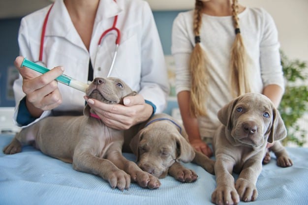 dar remédio com seringa para cachorro