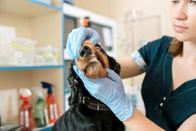 dar remédio para cachorro que cospe