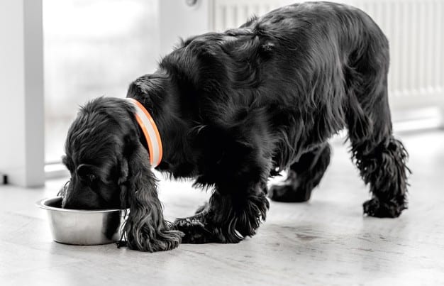 Cachorro comendo