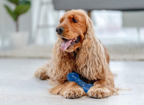 Cocker Spaniel