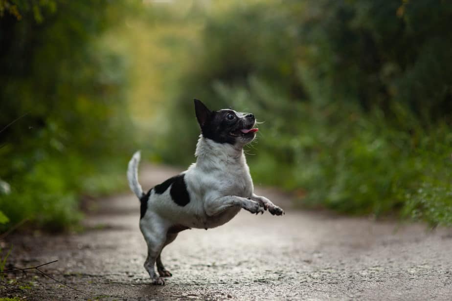 Cão pulando