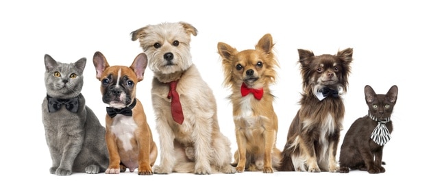 cachorros