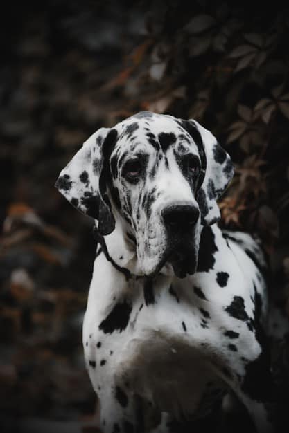 cachorro com hérnia de disco
