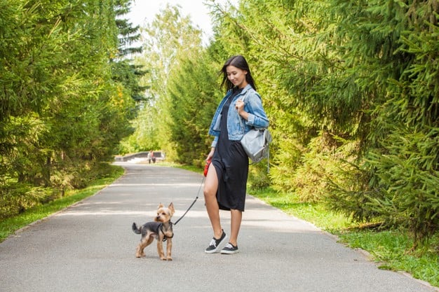 Cachorro come areia: o que fazer? Quais os perigos? 1 Sair para passear com o cachorro