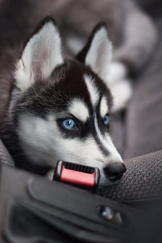 Husky: Características do filhote. Veja aqui! 3 Husky