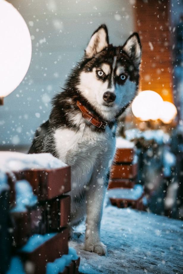 Husky: Características do filhote. Veja aqui! 7 pexels photo 2853422