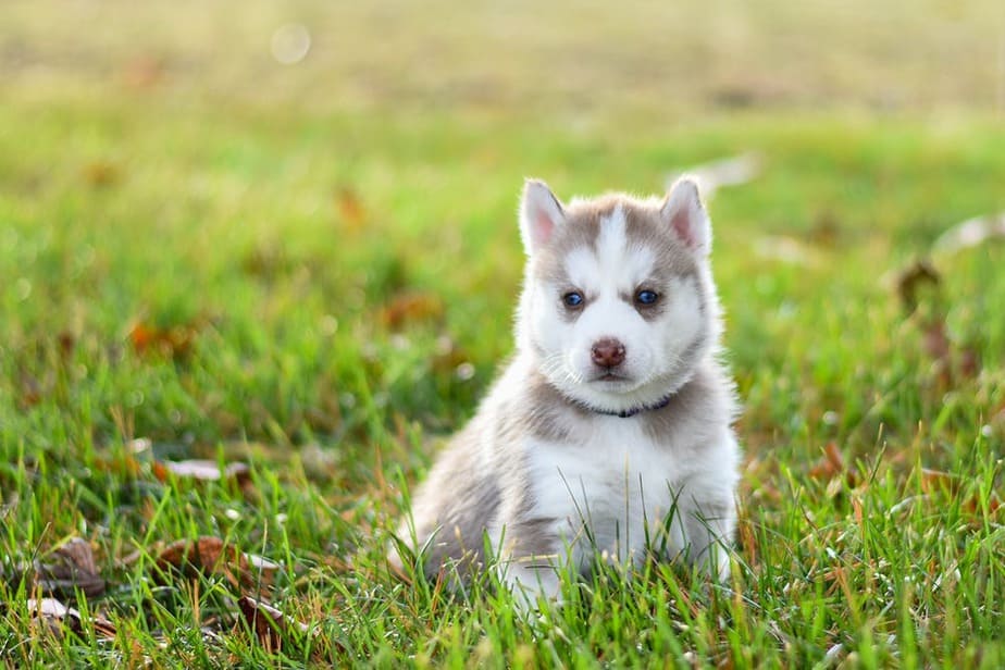Husky: Características do filhote. Veja aqui! 2 Husky