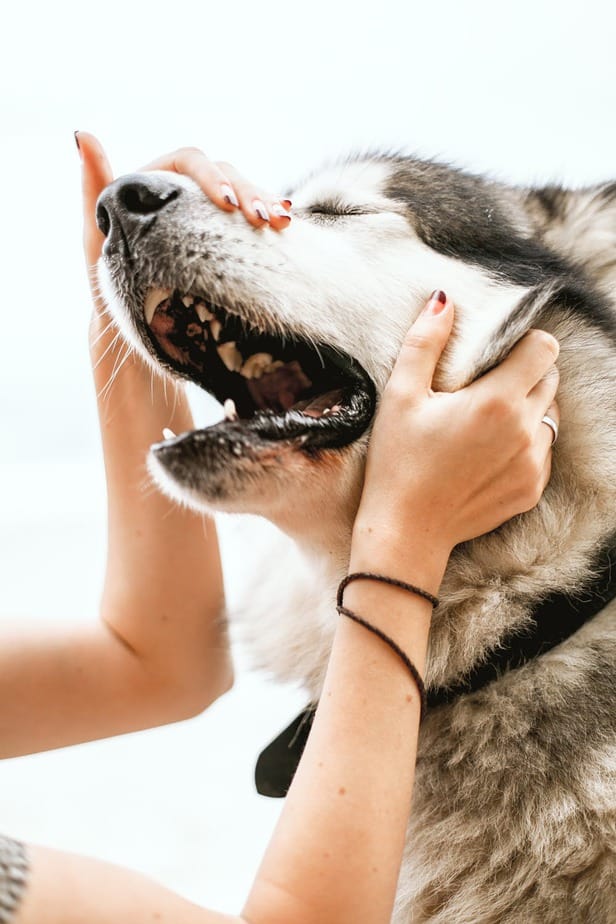 Husky: Características do filhote. Veja aqui! 9 pexels photo 3671300