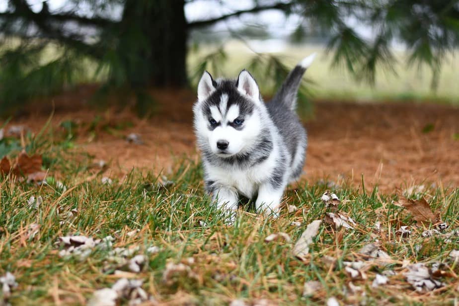 Husky: Características do filhote. Veja aqui! 5 Husky