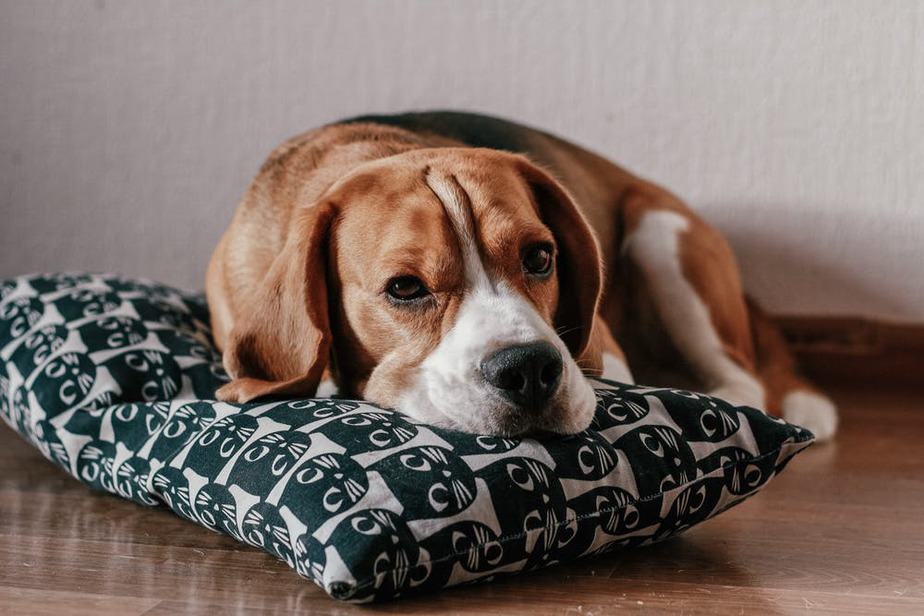 Cio da cadela: Quanto tempo dura? 8 Beagle