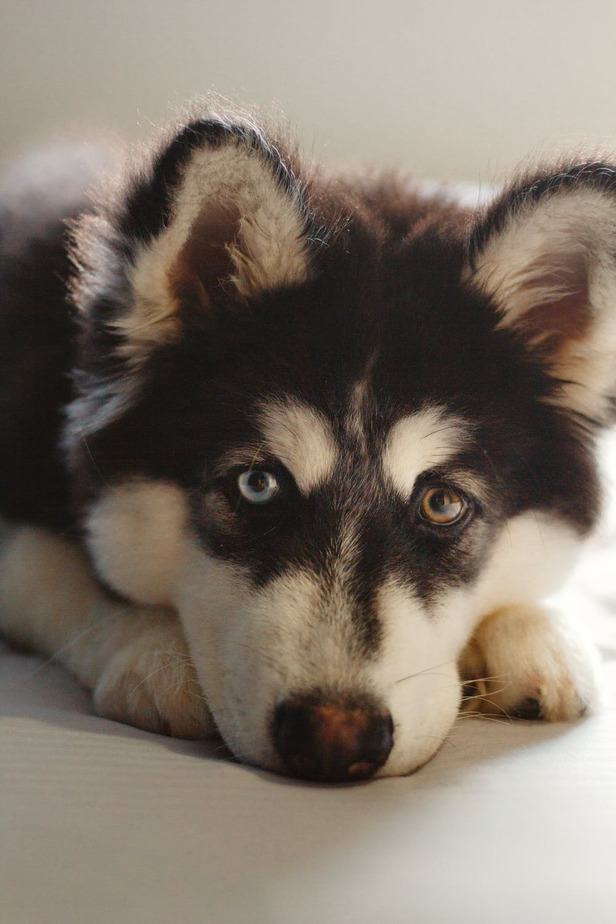 Cães de pelo bonito: 20 Raças de cães com as madeixas mais lindas 6 Husky