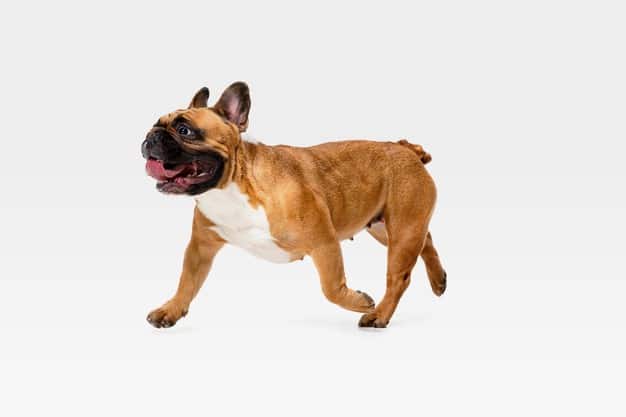 quanto tempo vive um cachorro