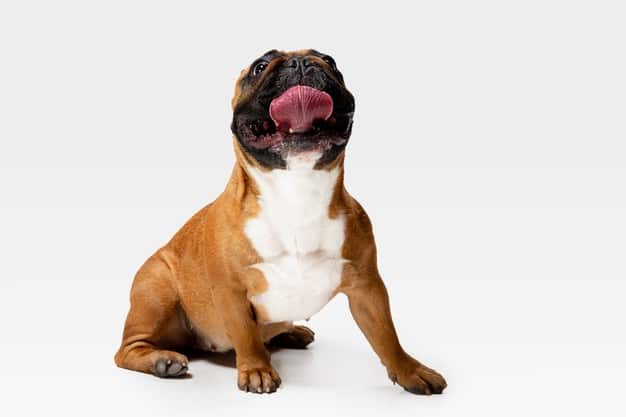 quanto tempo vive um cachorro