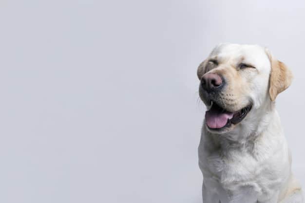 quanto tempo vive um cachorro