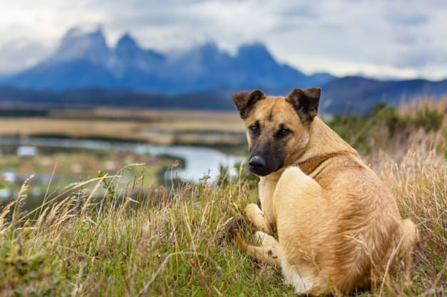 razões para adotar um cachorro vira-lata