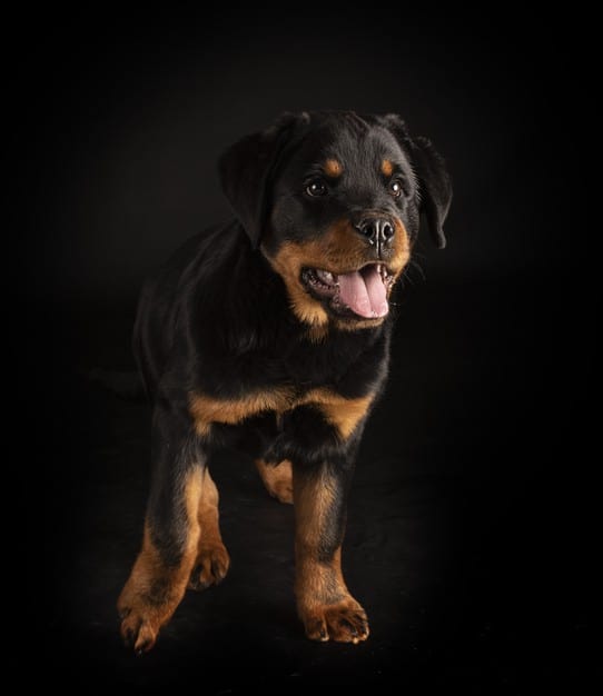 história do rottweiler