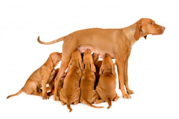 sintomas do trabalho de parto em cadelas