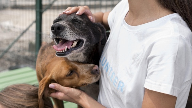 woman playing with cure rescue dogs shelter 23 2148682967