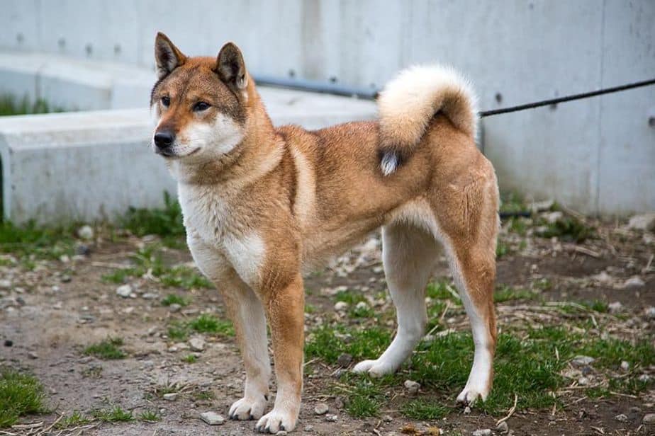 Shikoku Inu: Tudo sobre uma das raças mais puras que existe! 1 Shikoku Inu
