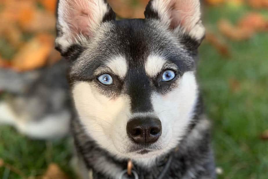 Filhotes de Malamute do Alasca: guia sobre principais cuidados 2 filhotes de Malamute do Alasca