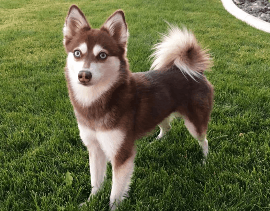Filhotes de Malamute do Alasca: guia sobre principais cuidados 1 filhotes de Malamute do Alasca