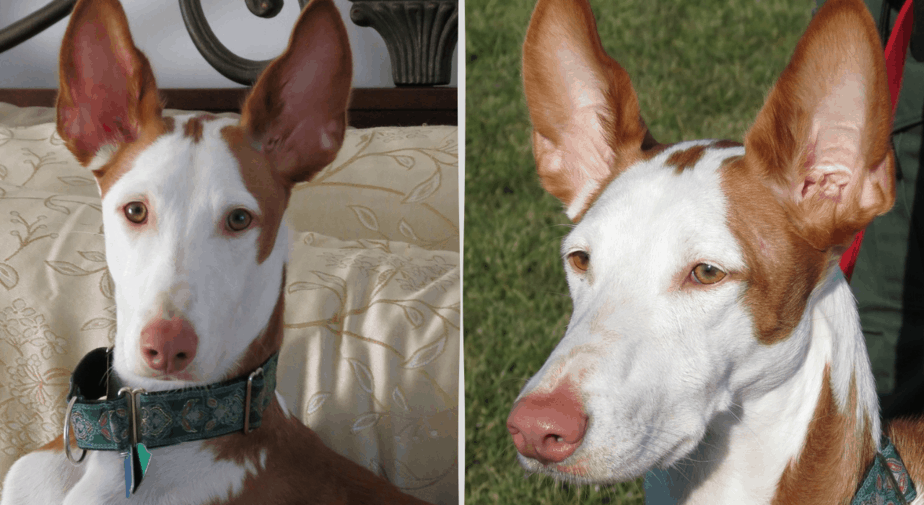 ibizan hound