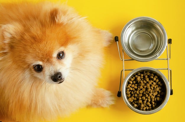 7 Erros que os tutores de cães costumam cometer