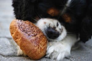 Cachorro comendo. Foto: Freepik