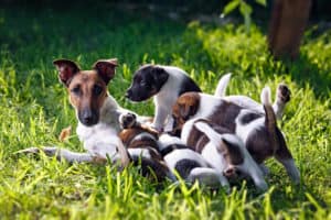 A purebred smooth-haired fox terrier, feeds her pups. The family dogs in the park outdoors on green grass. Hunting dog.