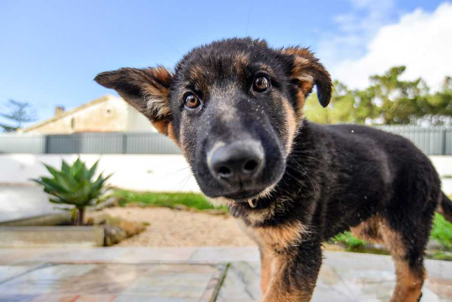 nariz do cachorro está rachado e seco